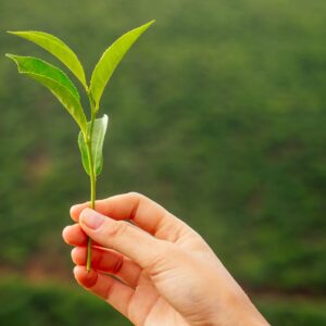 Basis Modul 1 - START NOVEMBER - Camellia sinensis und die Tee Geschichte