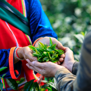 Aufbau Modul 8 - START NOVEMBER - Tee-Konzepte für das Business entwerfen