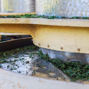 Basis Modul 2 - START OKTOBER - Die 6 Tee-Sorten und Verarbeitung