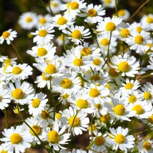 Aufbau Modul 4 - START APRIL - Teealternativen: Kräuter- und Früchtetees